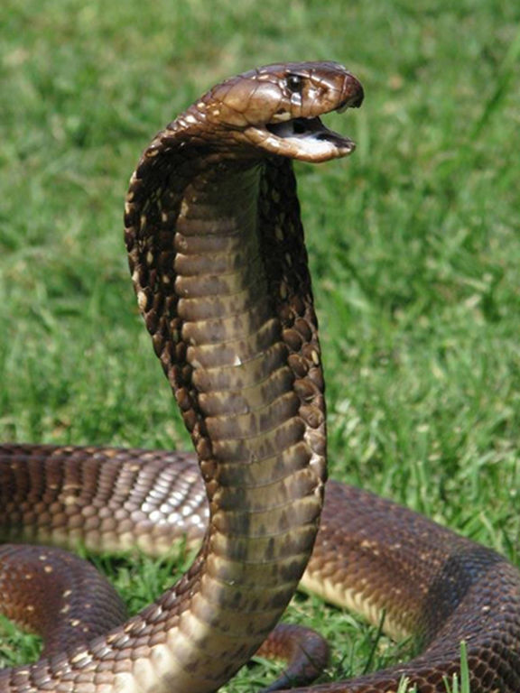 App Shopper Snake Scare Prank Prank girls with scary snake