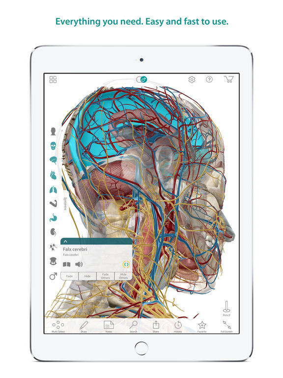 Human Anatomy Atlas – 3D Anatomical Model of the Human ...